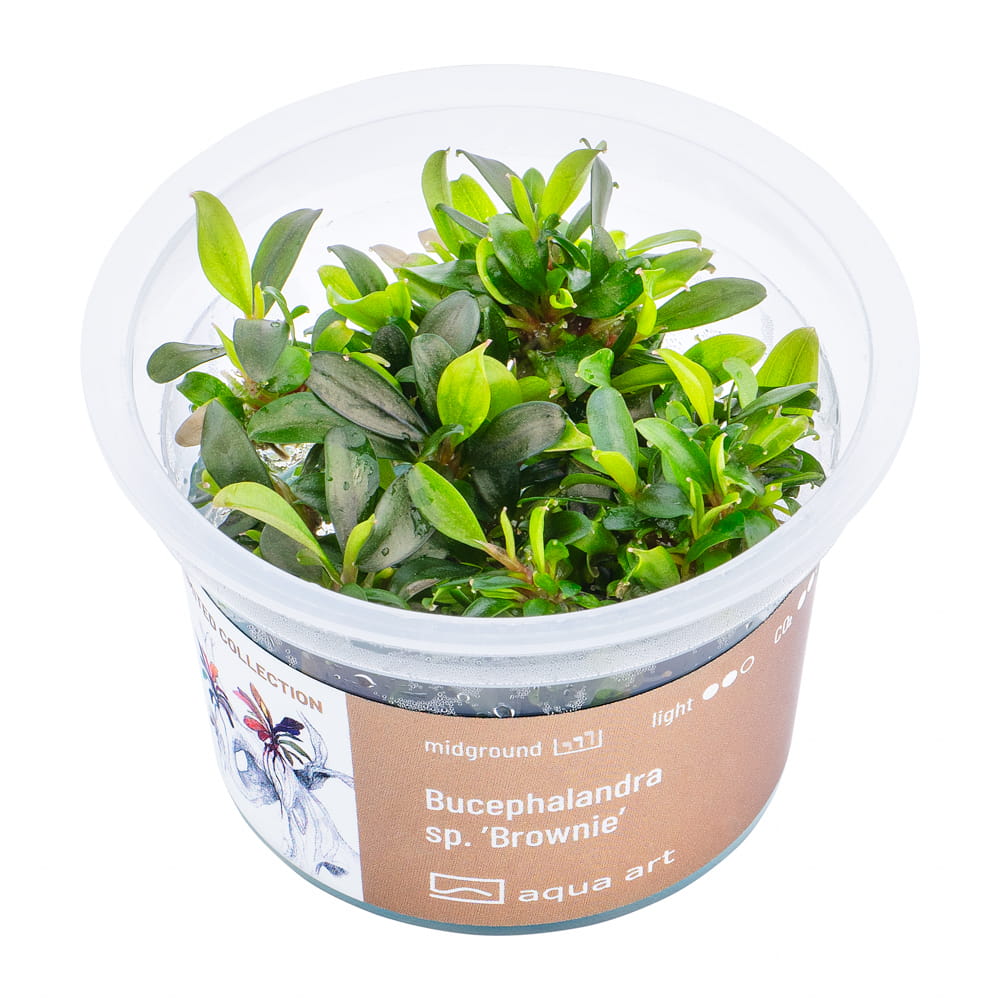 2240 Bucephalandra sp. ’Brownie’ - top.jpg